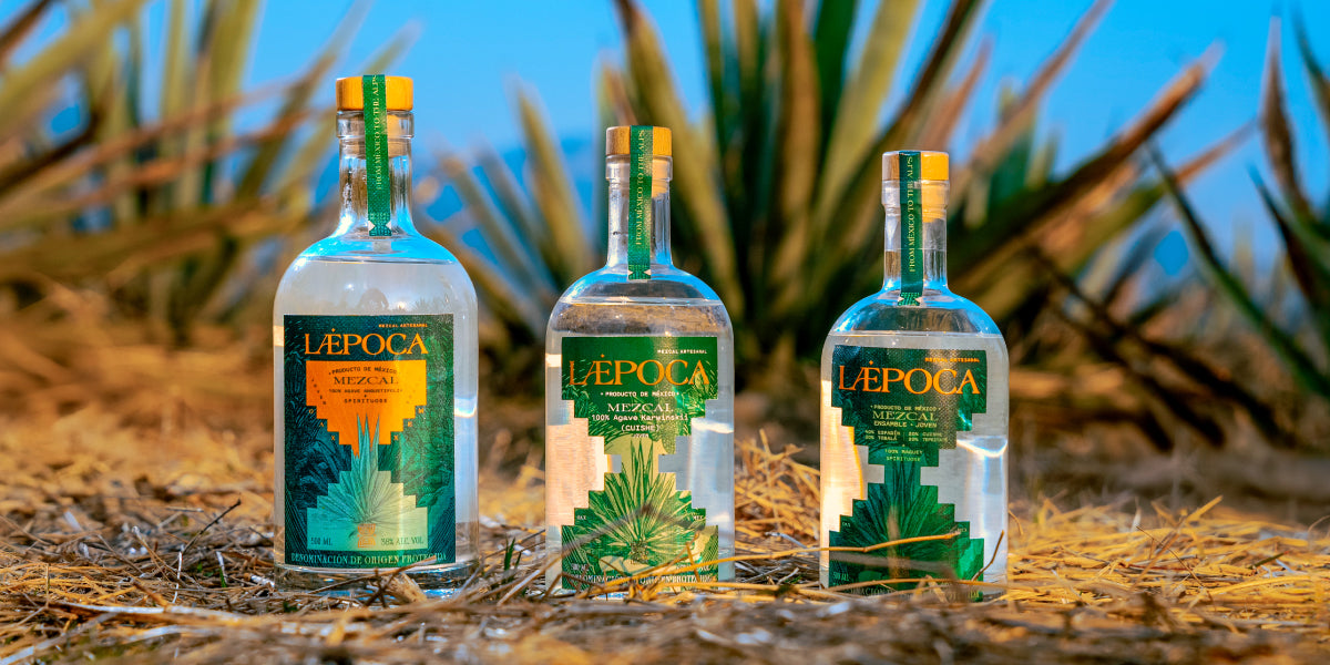 Agaven fr Mezcal: Die 8 wichtigsten Sorten erklrt  LPOCA