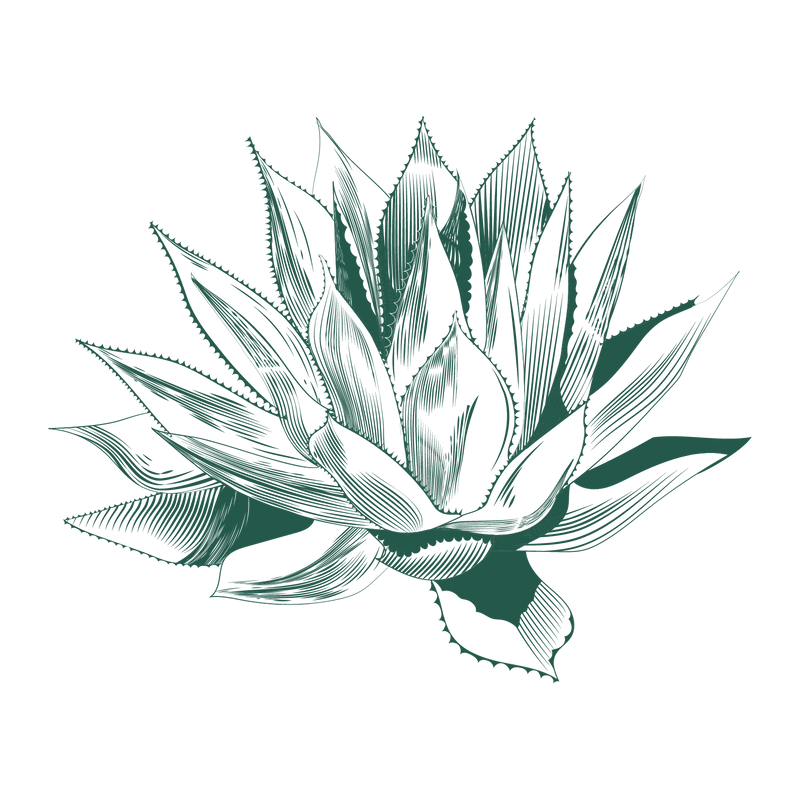 Handzeichnung einer Tobala Agave
