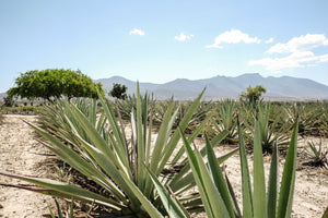 Agavenfelder in Oaxaca